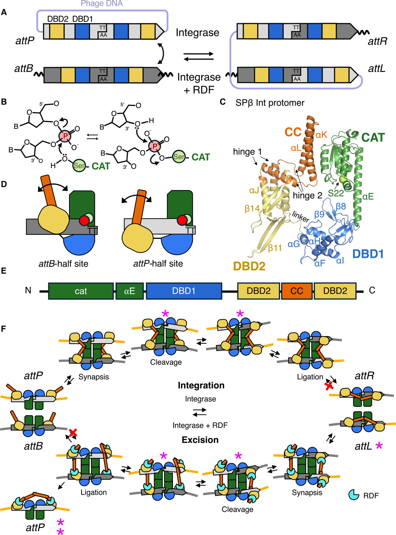 Molecular snapshots reveal how viral enzymes switch between inserting ...