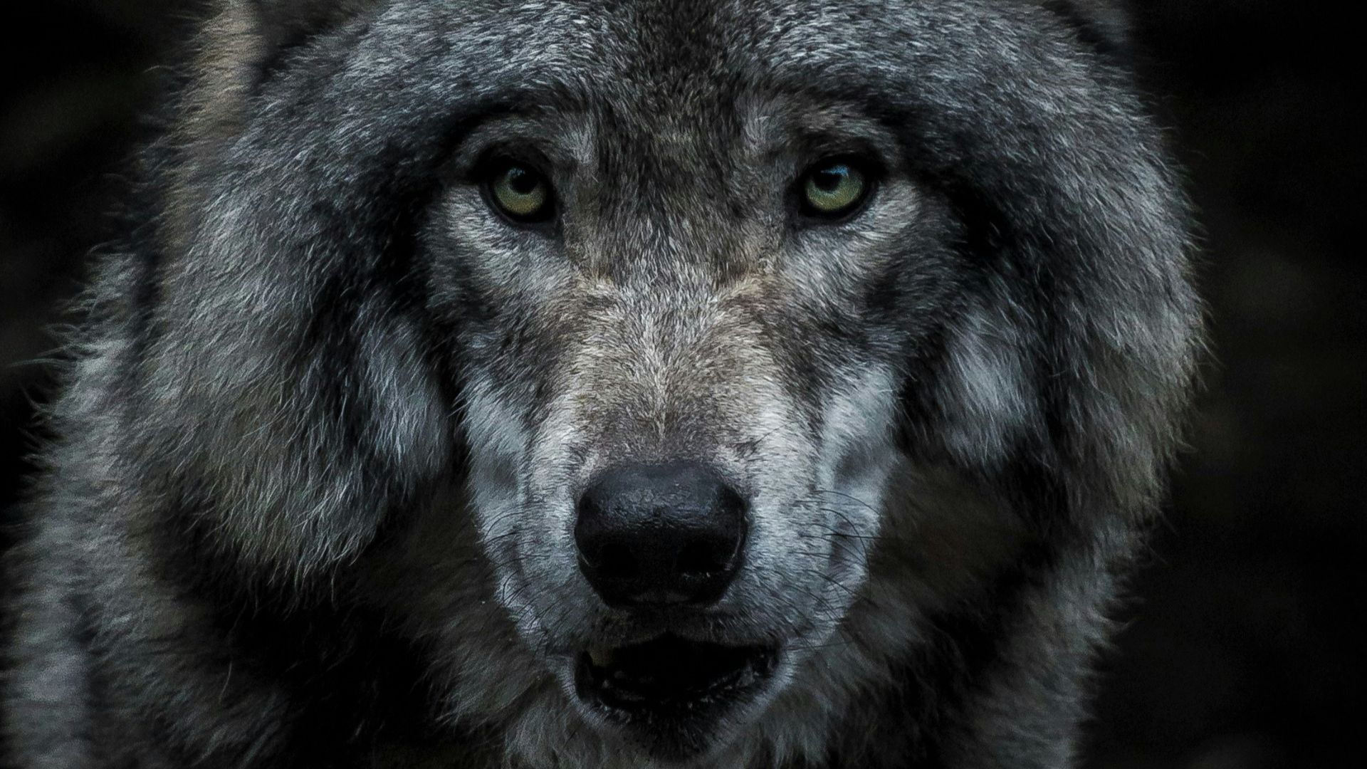The werewolf trials in early modern Europe