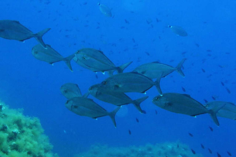 Recreational fishing for popular Gulf species has now closed