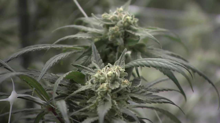 What Question 8 could mean for legal weed, taxes and safety in ...
