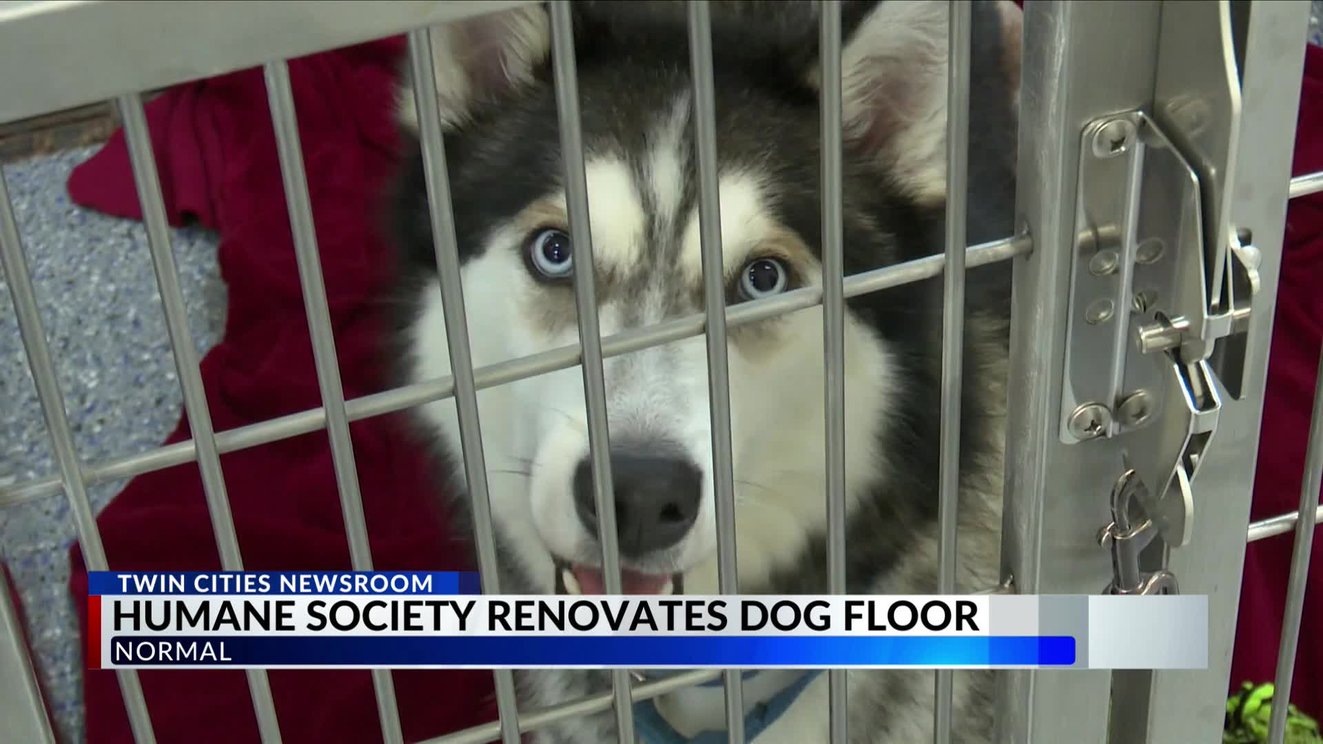 Humane Society renovates dog floor