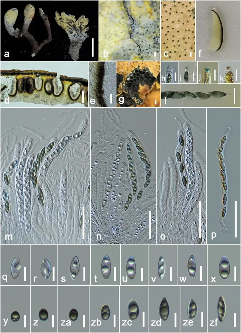 Scientists discover 'D-Rex,' a giant fungus with a 65-million-year ...