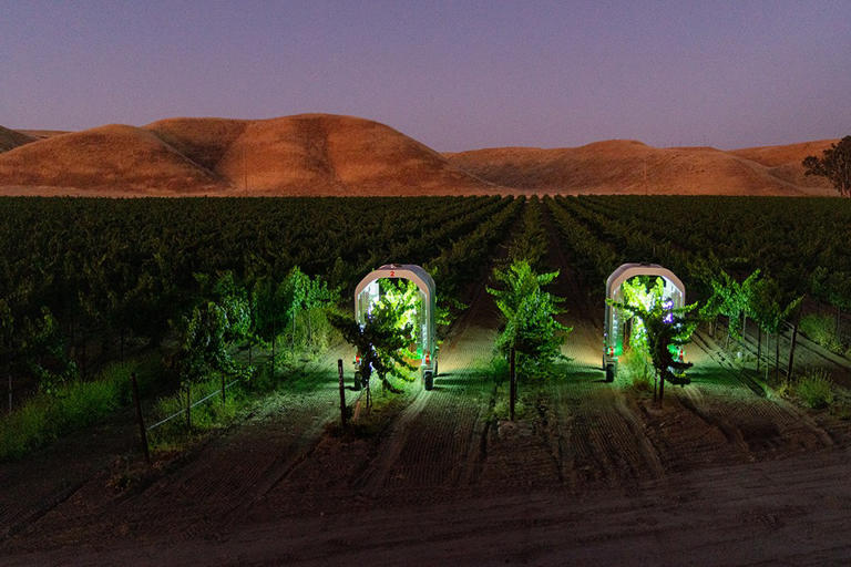 Vineyards turn to UV-C light to fight powdery mildew