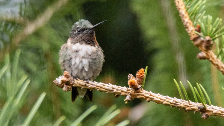 The Late-Blooming Salvia Hummingbirds Flock To Every Fall