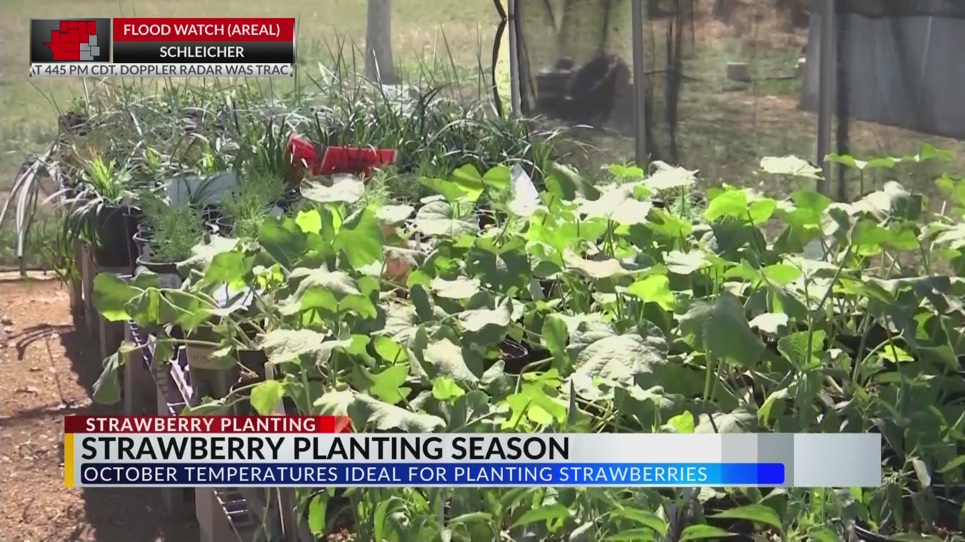October starts strawberry planting season