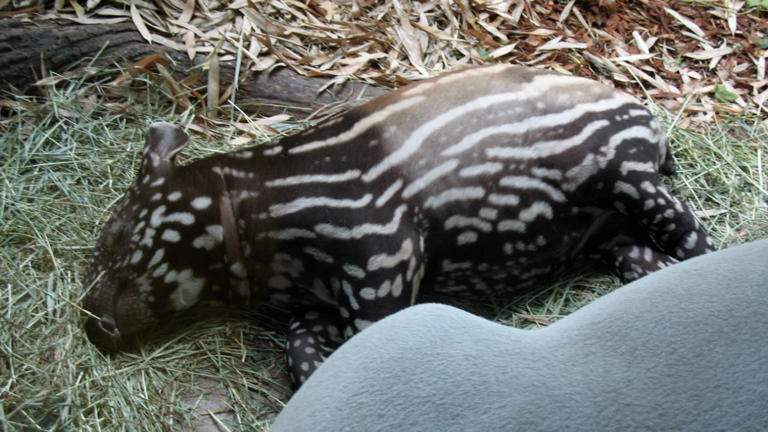 A Texas zoo’s tapir calf Nadira has passed 40 pounds, double her birth ...