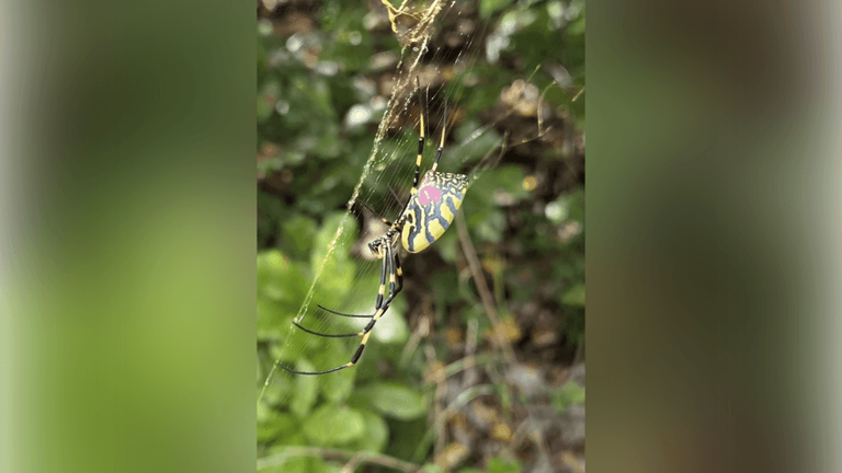 Invasive Joro spiders spread across western North Carolina