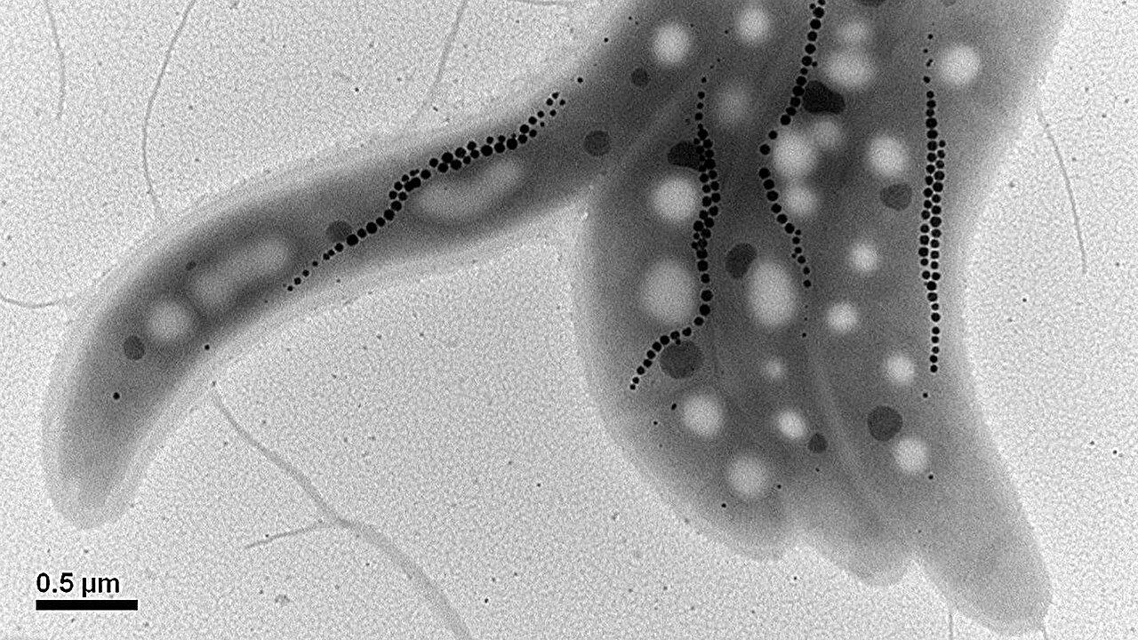 Measuring deep-ocean oxygen with microscopic magnetic fossils