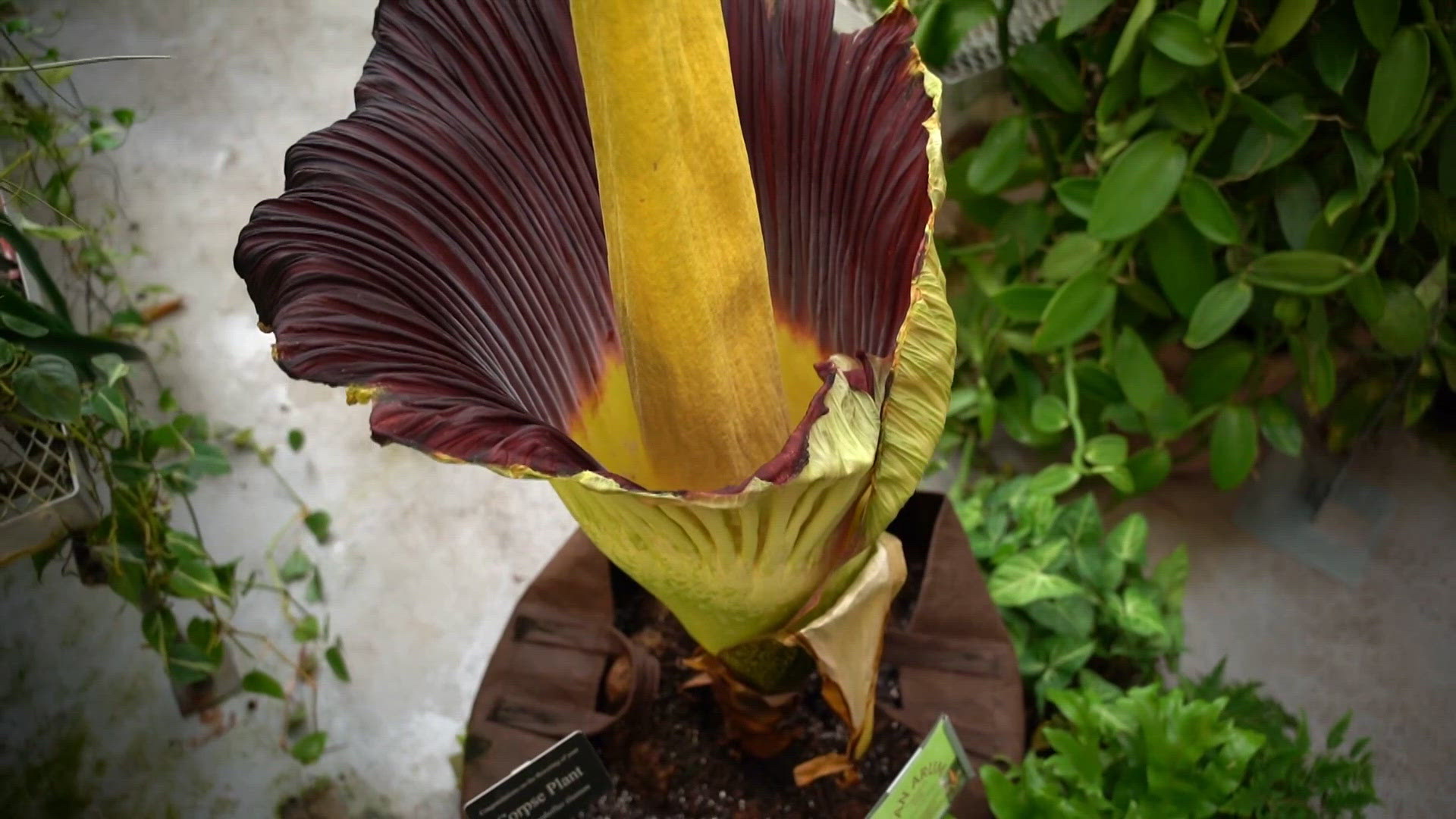 Corpse flower in full bloom at GVSU
