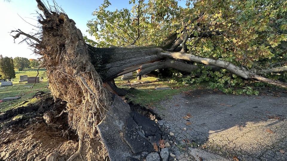 Giant 245-year-old oak tree falls in Shaler cemetery