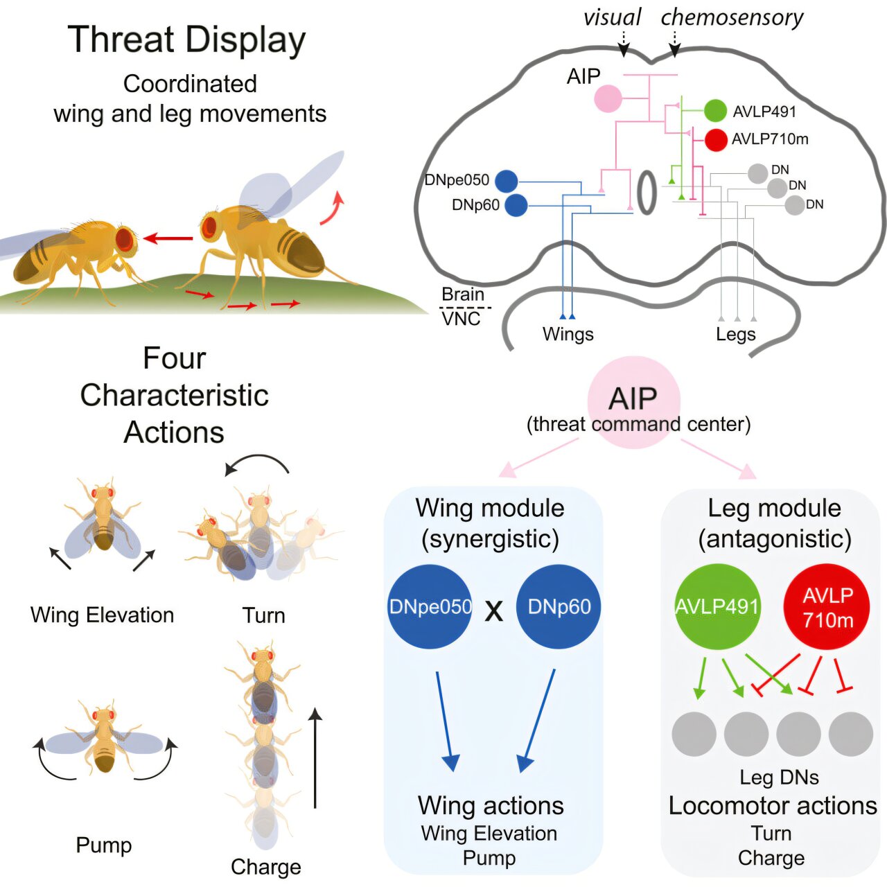 Two brain circuits coordinate fruit flies' wing and leg movements to ...