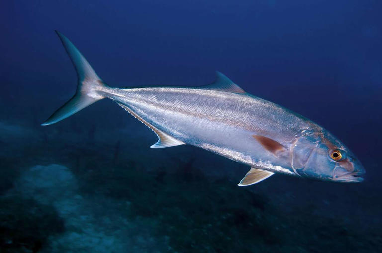 Recreational fishing for popular Gulf species has now closed