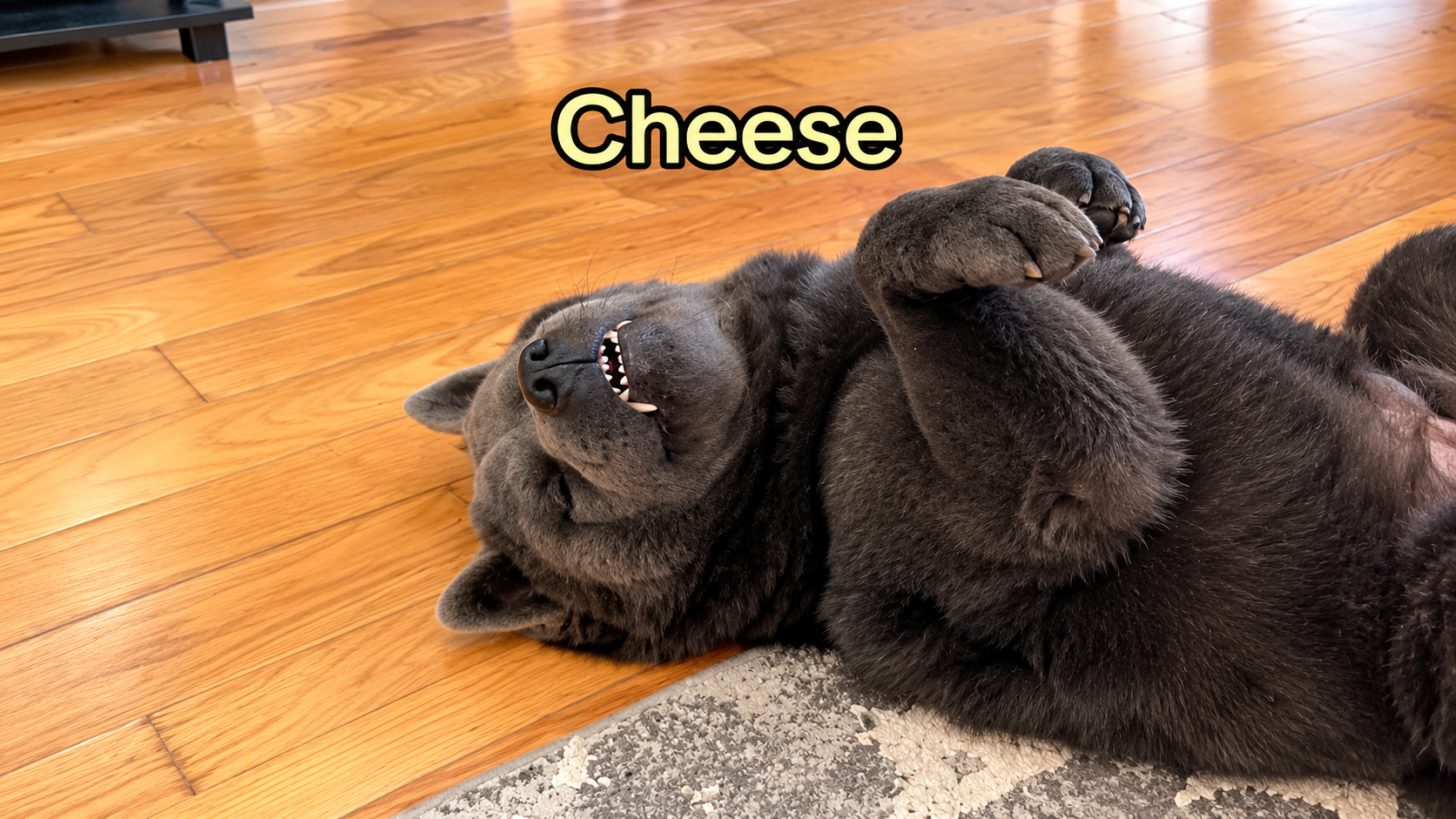 Blue merle chow chow daily life and funny dog behaviors