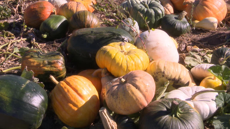 Burley Straw Maze and Pumpkin Patch prepares for busy fall season
