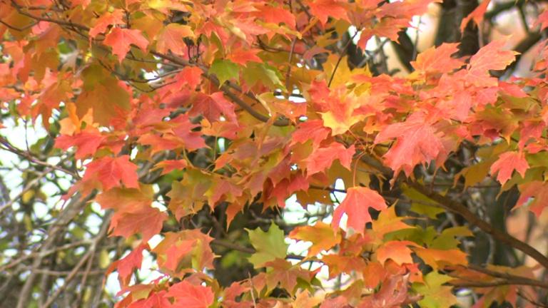 Millcreek Township shares fall leaf pickup schedule