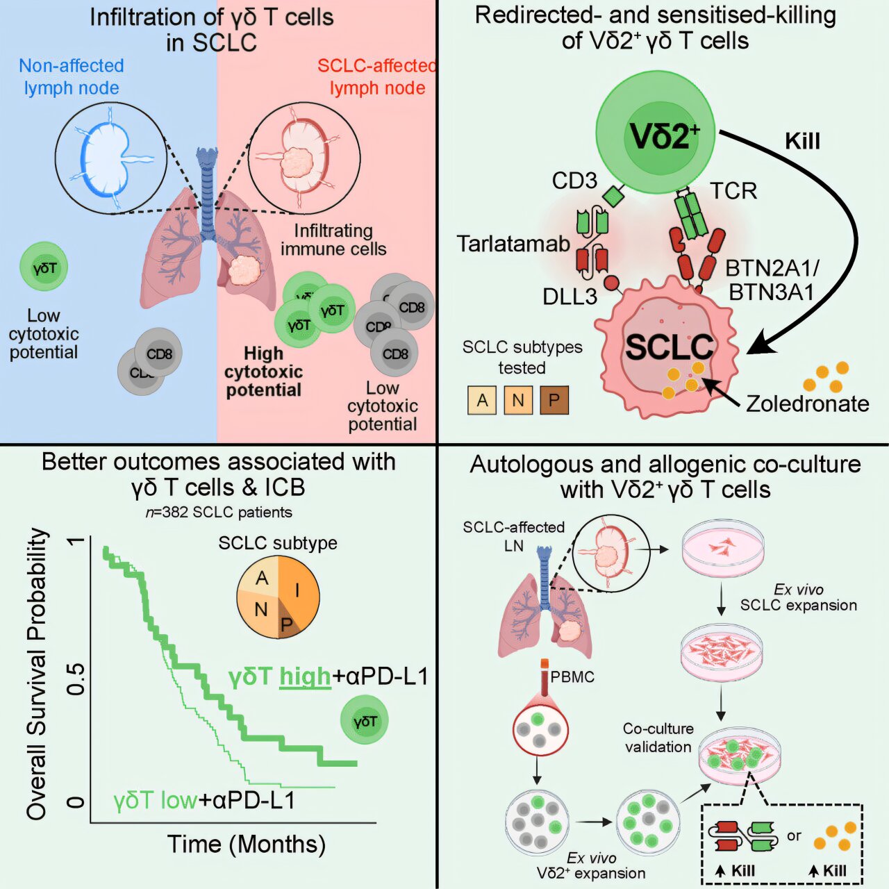 Lab-grown tumors reveal immune cells capable of killing small cell lung ...