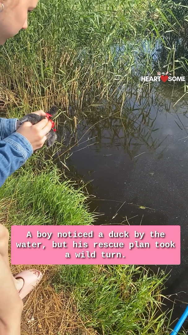 Child attempts to assist diving duck, plunges into water for rescue