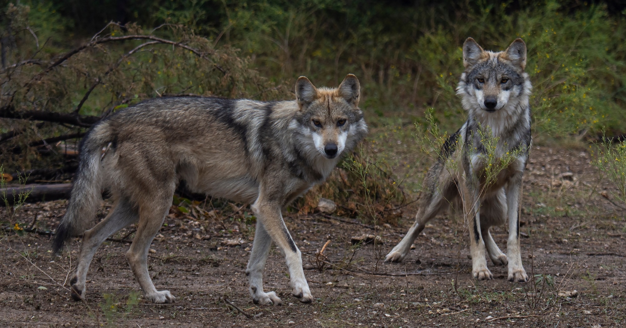 New threats to New Mexico wolves: Border wall, endangered delisting