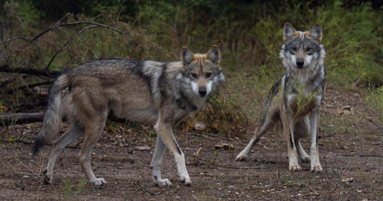 New threats to New Mexico wolves: Border wall, endangered delisting