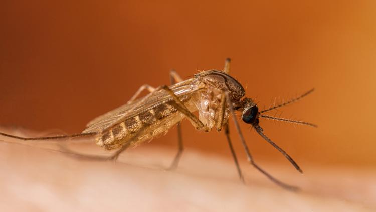 West Nile virus detected in mosquito in Bartlett