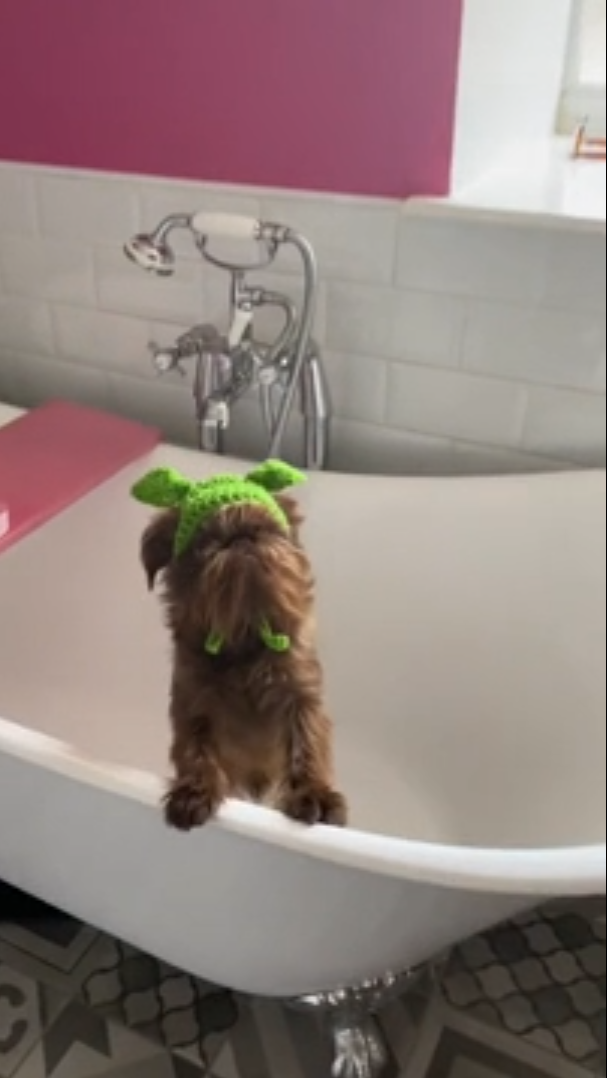Grumpy Brussels griffon makes bath time hilarious