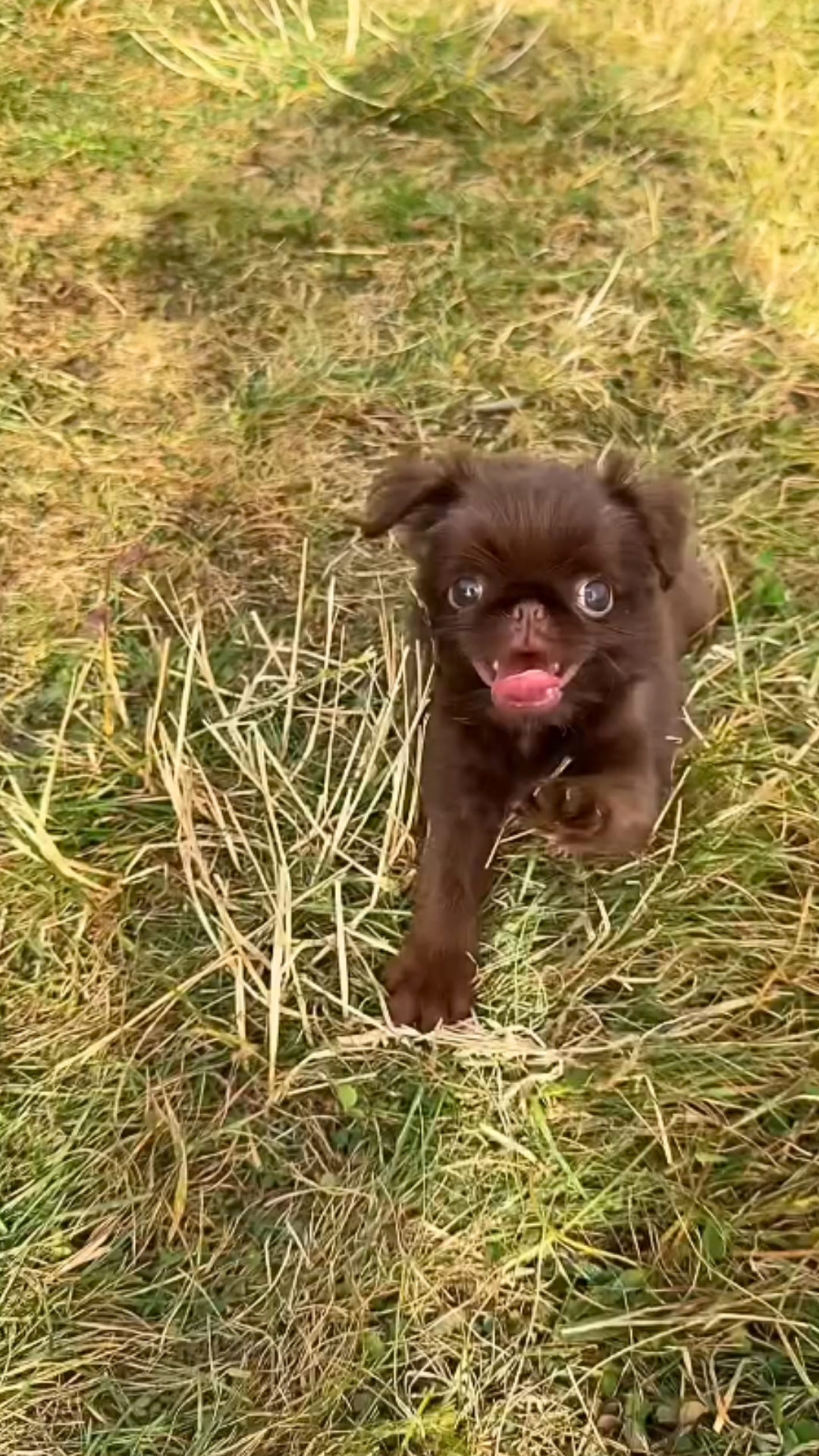 Adorable puppy can't stop hopping and running around