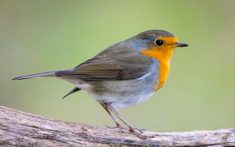 Turn your garden into a robin haven