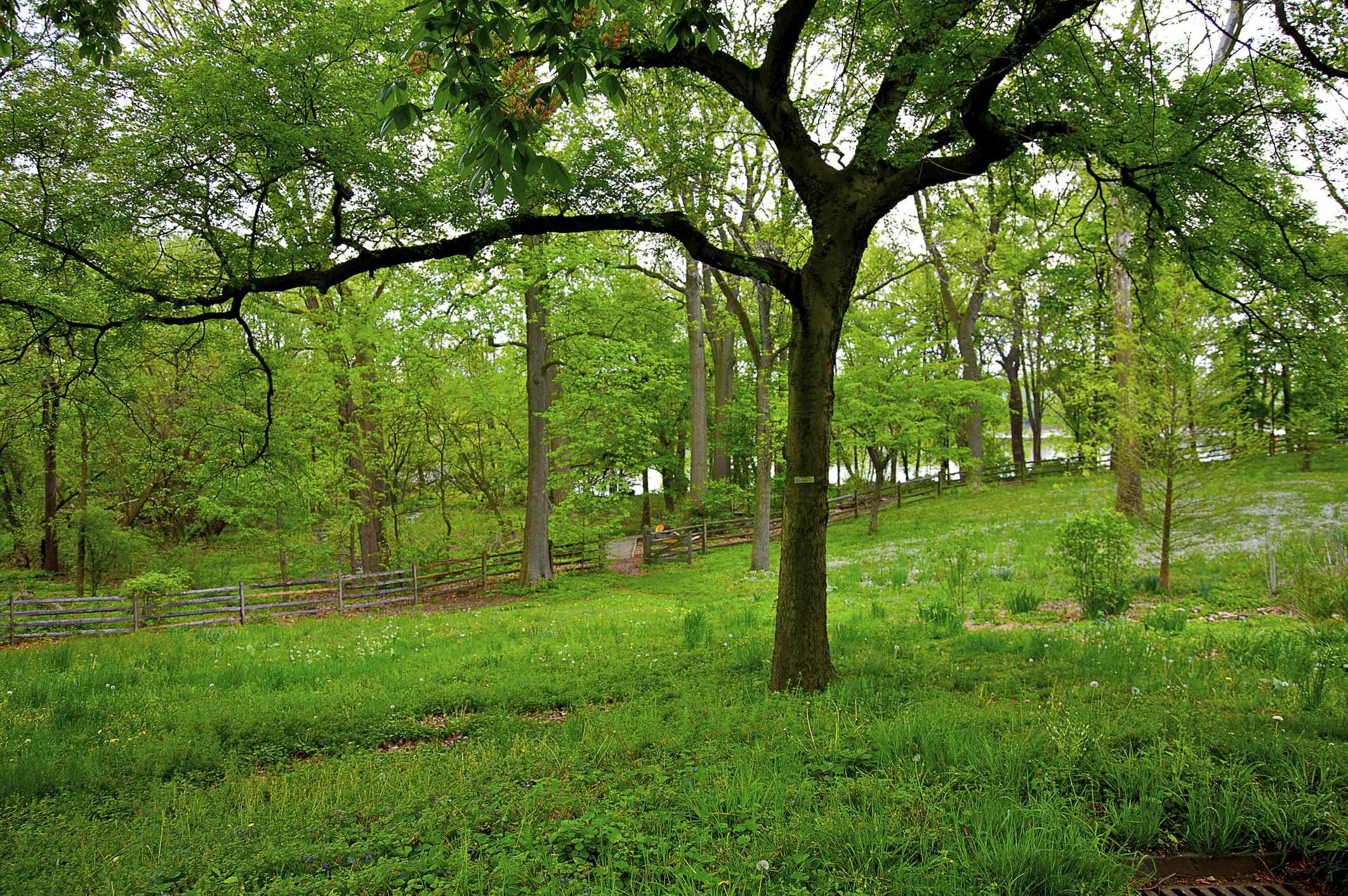 We asked tree experts if you should worry about moss growing on your ...