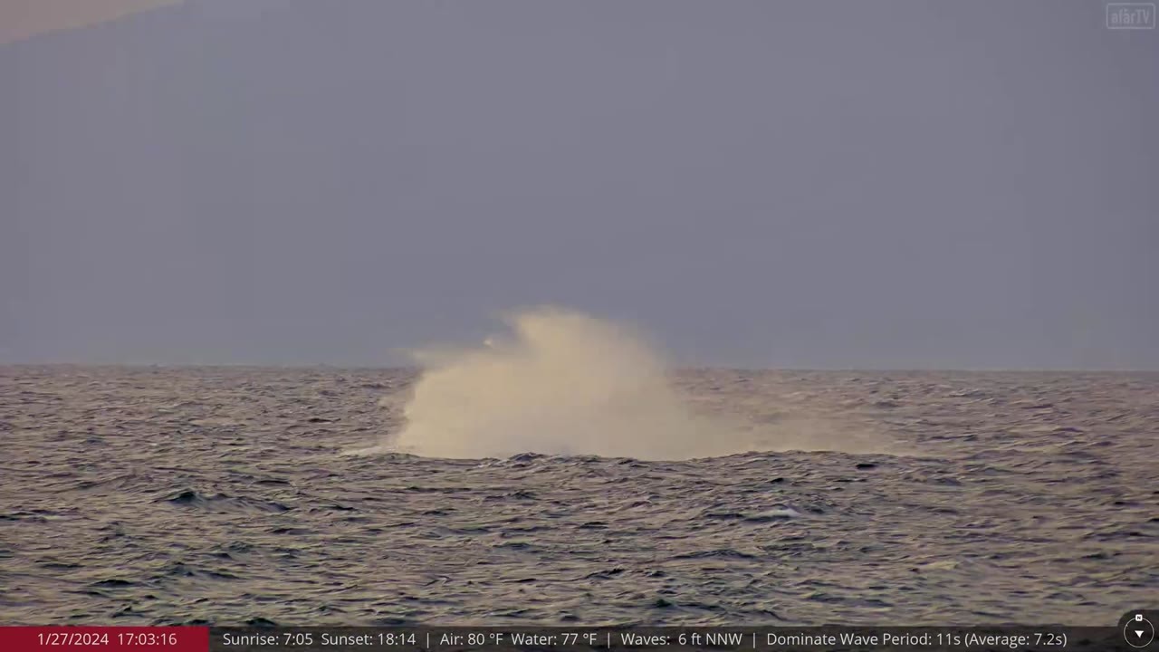 Caught on camera: Humpback whale makes a spectacular breach near Maui Sands