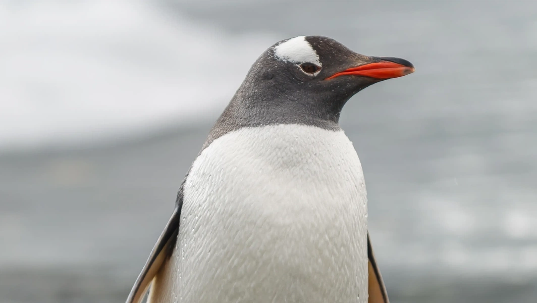Gentoo penguins’ distinctive traits and habitats