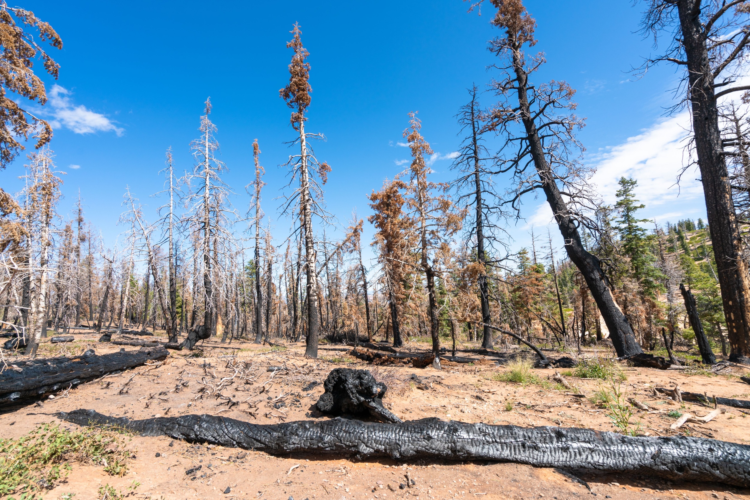 Warming rate doubled since 2010, seven climate records broken: 2026 ...