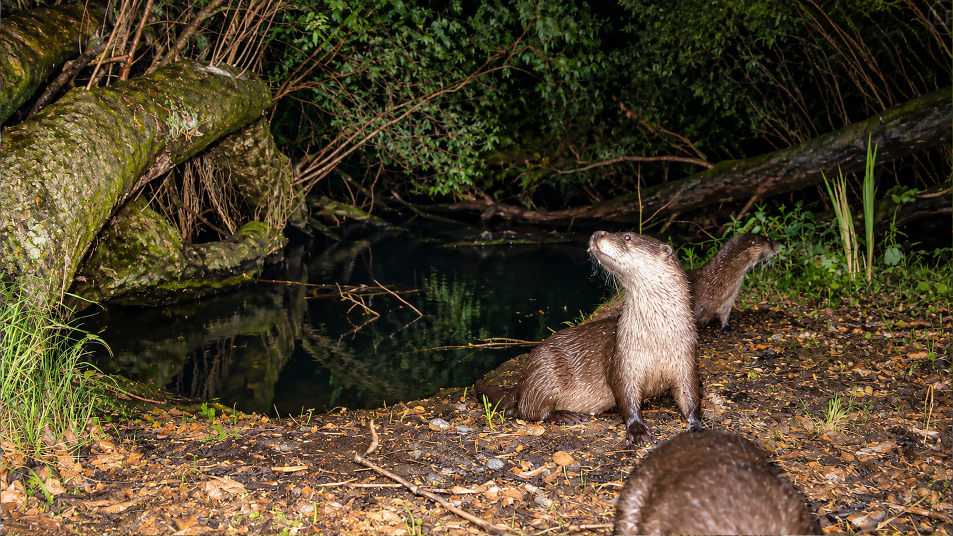 Three otters gathered at this dark creek after the camera was left