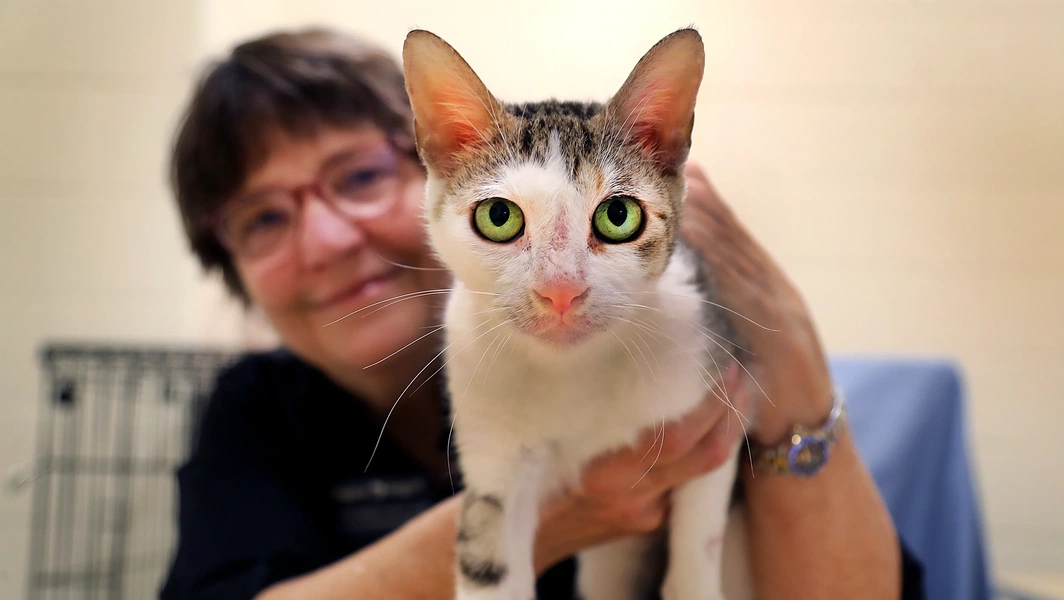 Test your cat knowledge with fun quizzes