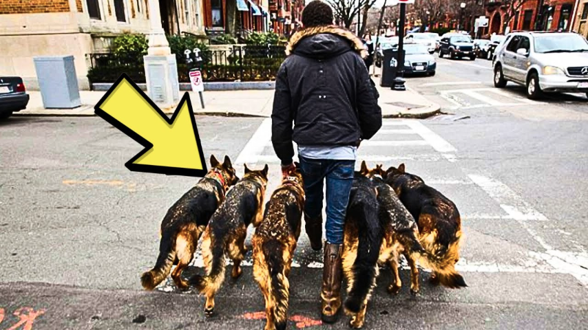 Man walks his dogs every morning – then neighbors uncover his shocking ...