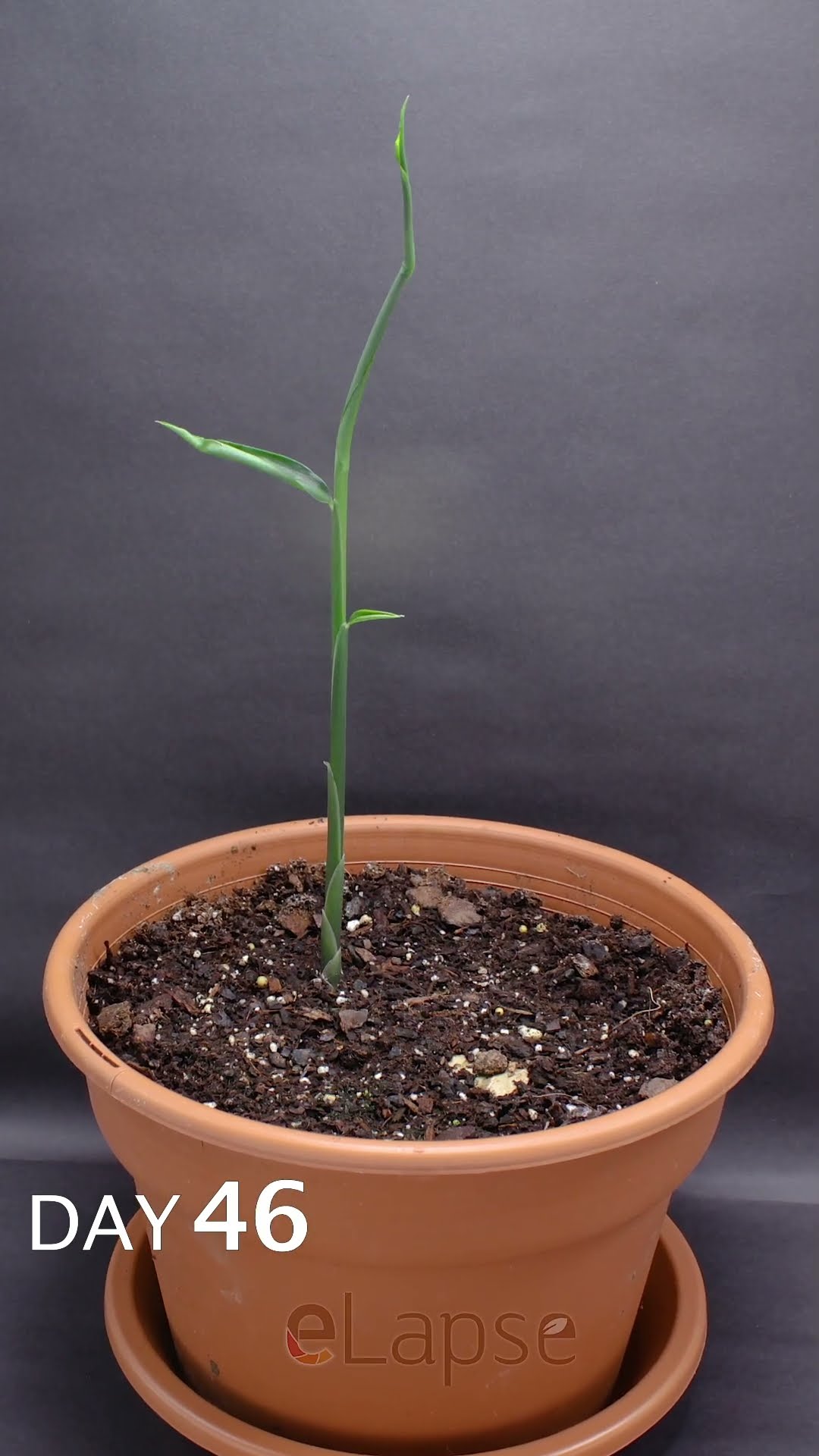 Ginger growing time lapse - 93 days in 58 seconds