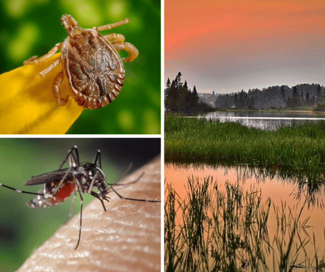 4 things you can do to keep bugs away while outdoors