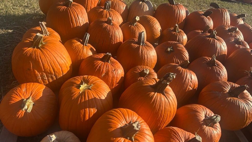 Traffic snarls on Coleman Boulevard after pumpkin truck spill near ...