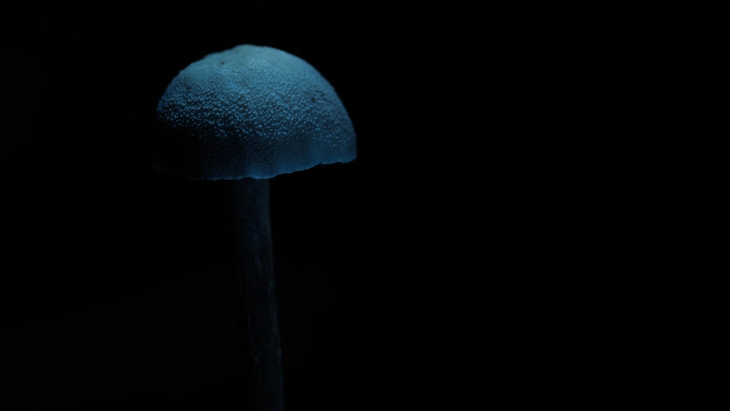 DNA testing probes West Virginia's color-changing mushroom