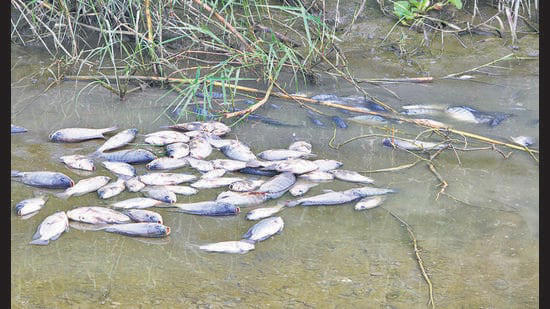 Mass fish death in Yamuna's cleaner stretch raises alarms