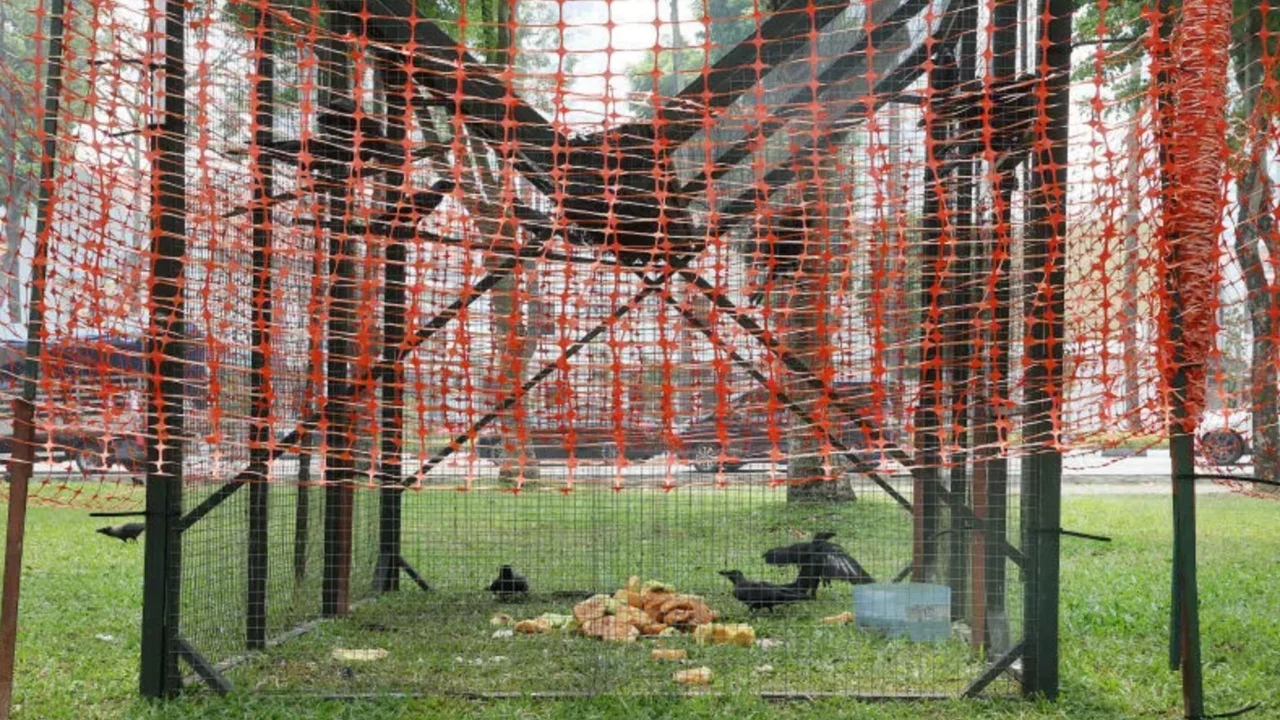 NParks traps 10 crows at once in Victoria Street after suspected ...