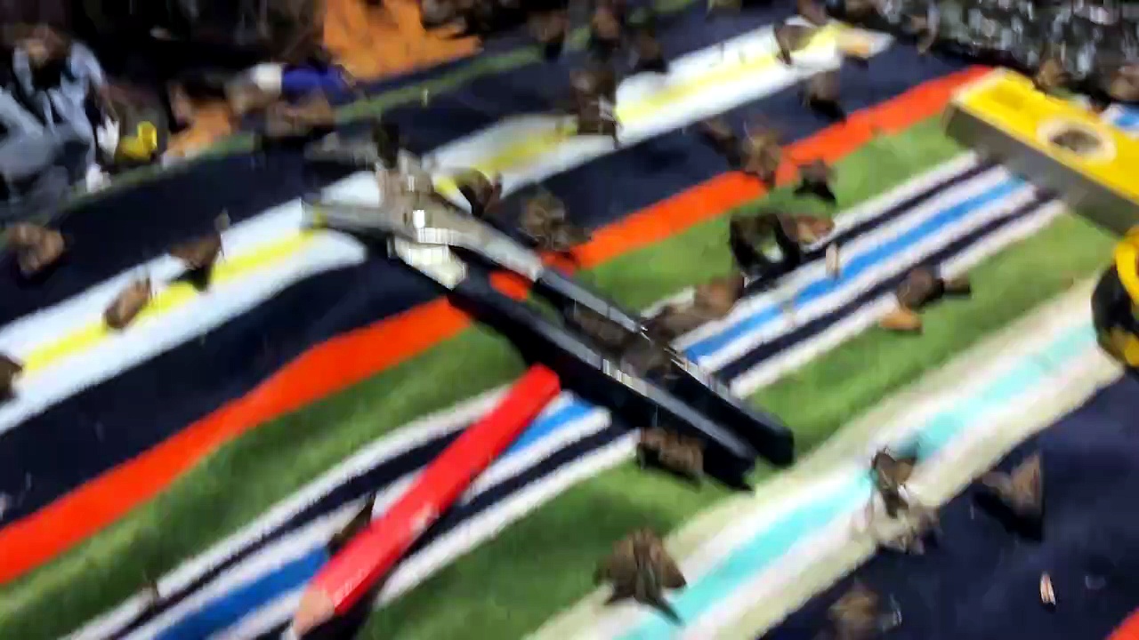 Bogong moths infest a tool storage area at a Wollongong home. Video ...