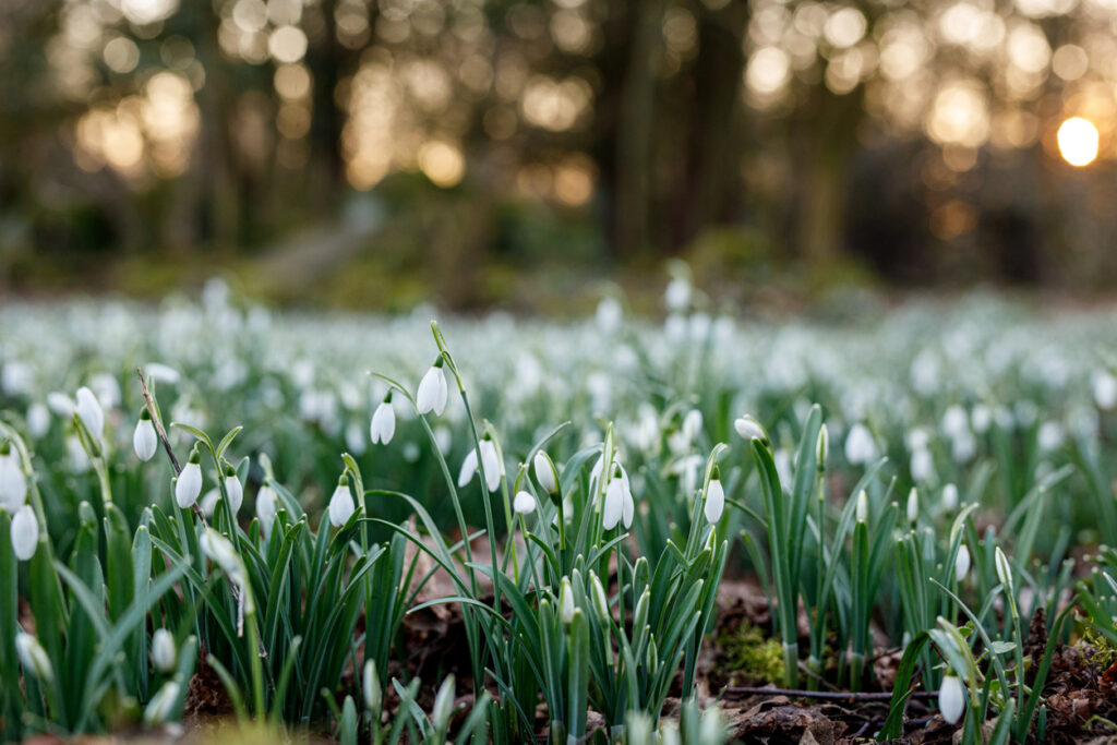 Wild plants in Britain you’re breaking the law by picking