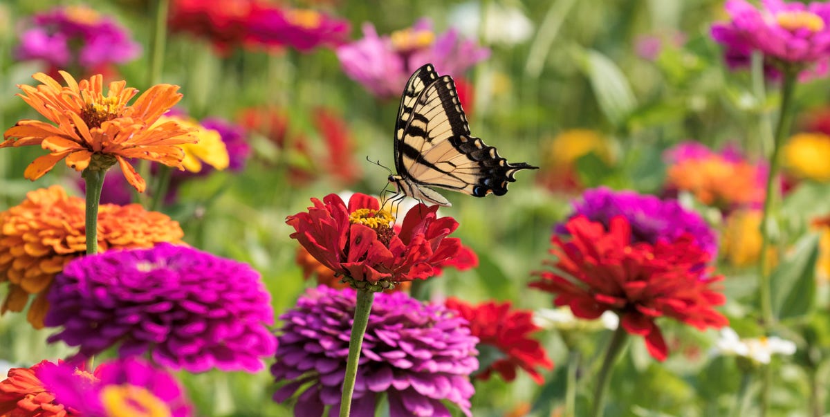 What to do with zinnias in October: 2 jobs to do now for bigger ...
