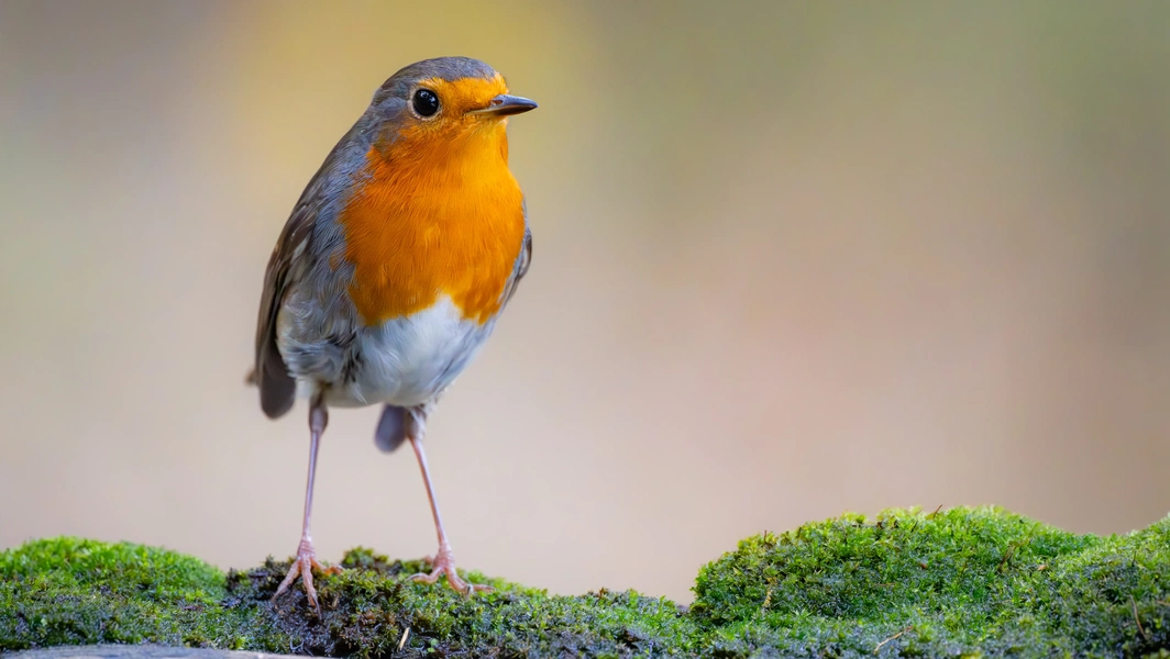 Turn your garden into a robin haven