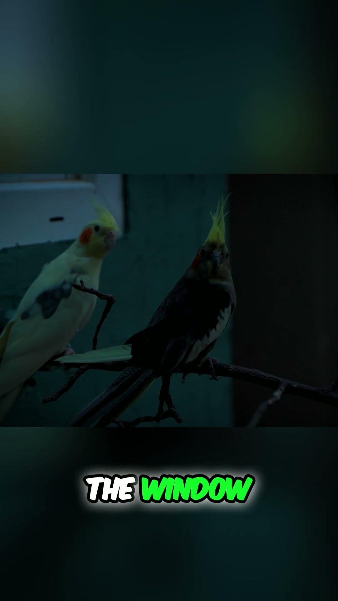How my aviary birds sleep: night routines & solving cockatiel night frights