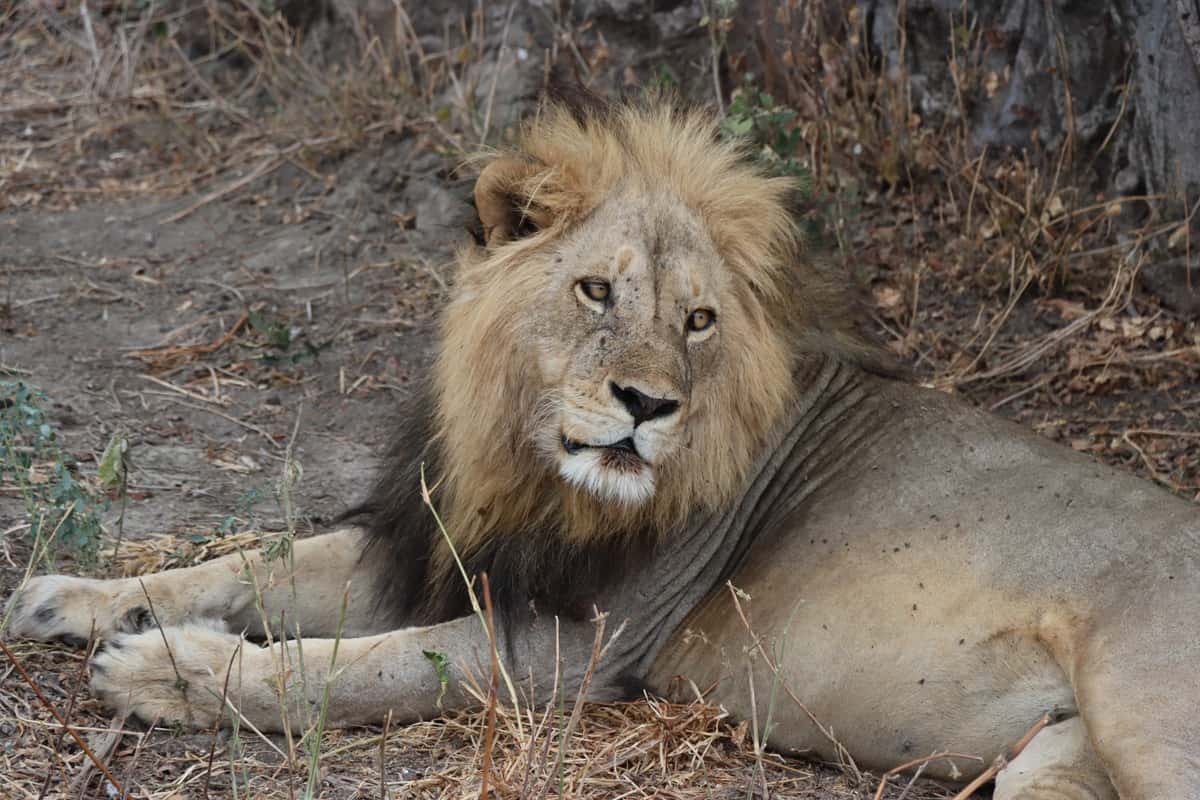 Le zoo du Faron va changer de visage, Toulon impose le départ de ses ...