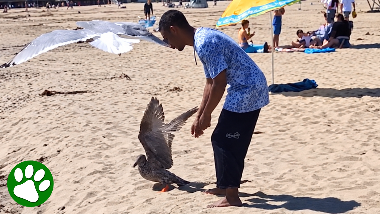 Man uses pizza to save entangled seagull