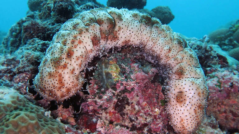 Navy rules out bomb risk: diver’s ‘bagel’ find deemed machinery; 1950 ...