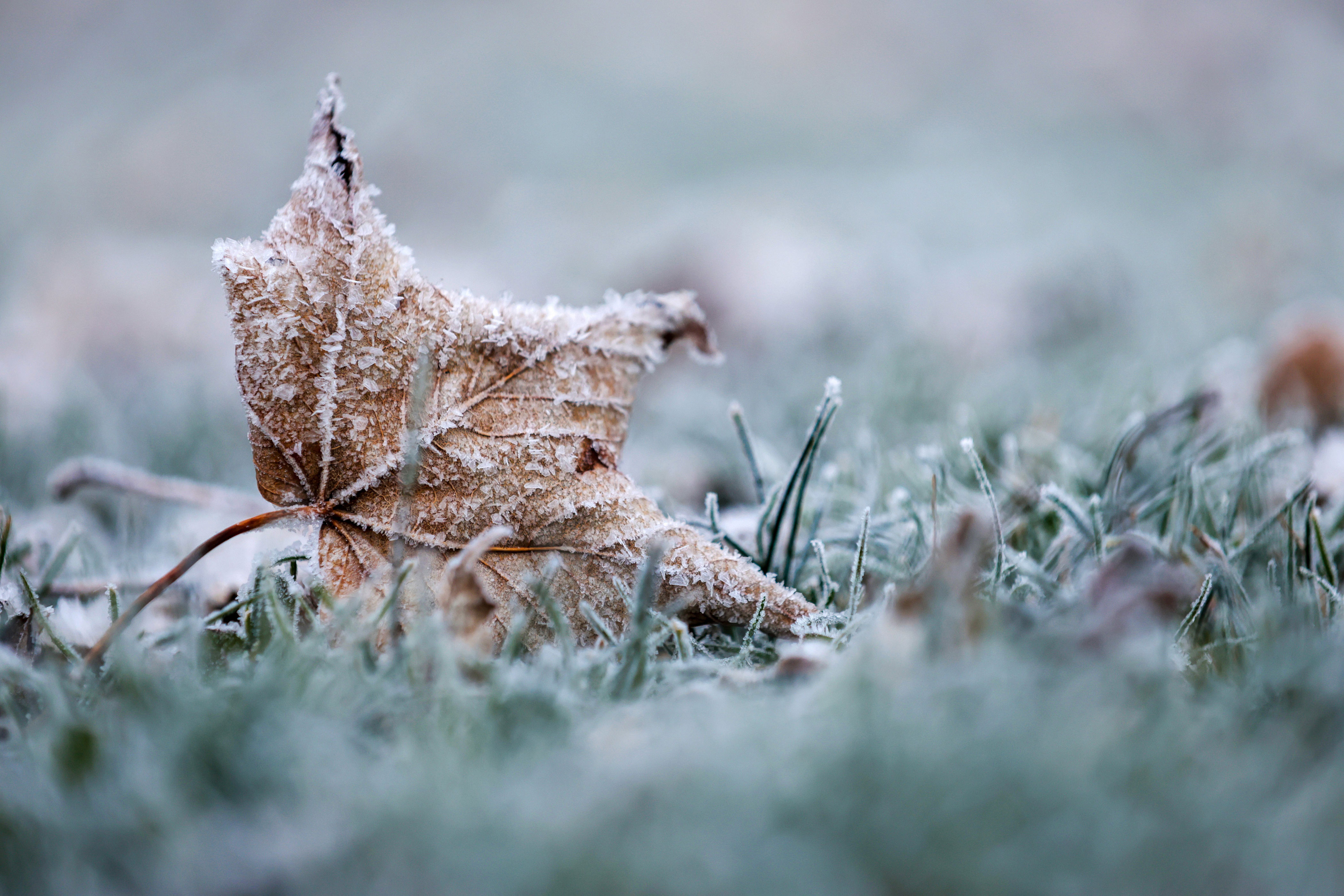 Coldest night of the season: Frost advisory, freeze warning issued for ...