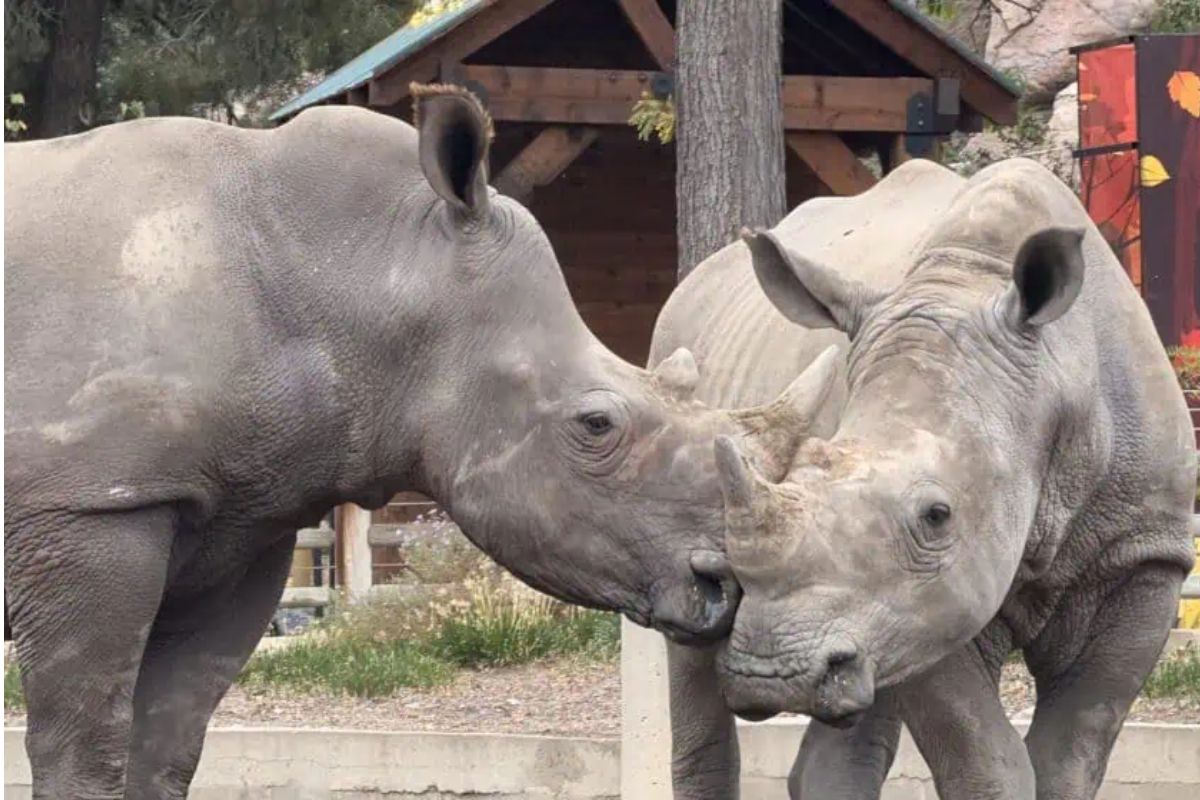 Watch: SA white rhinos emigrate to Denver in conservation move